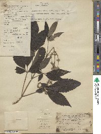 Vitex negundo image