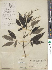 Vitex negundo image