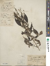 Vitex negundo image