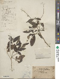 Vitex negundo image