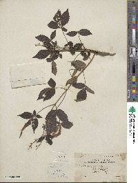 Vitex negundo image