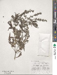 Vitex negundo image