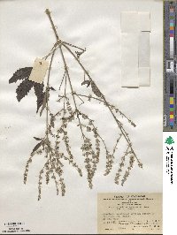 Vitex negundo var. negundo image