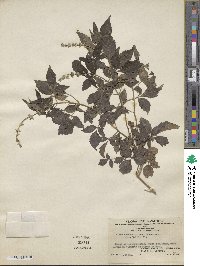 Vitex negundo image