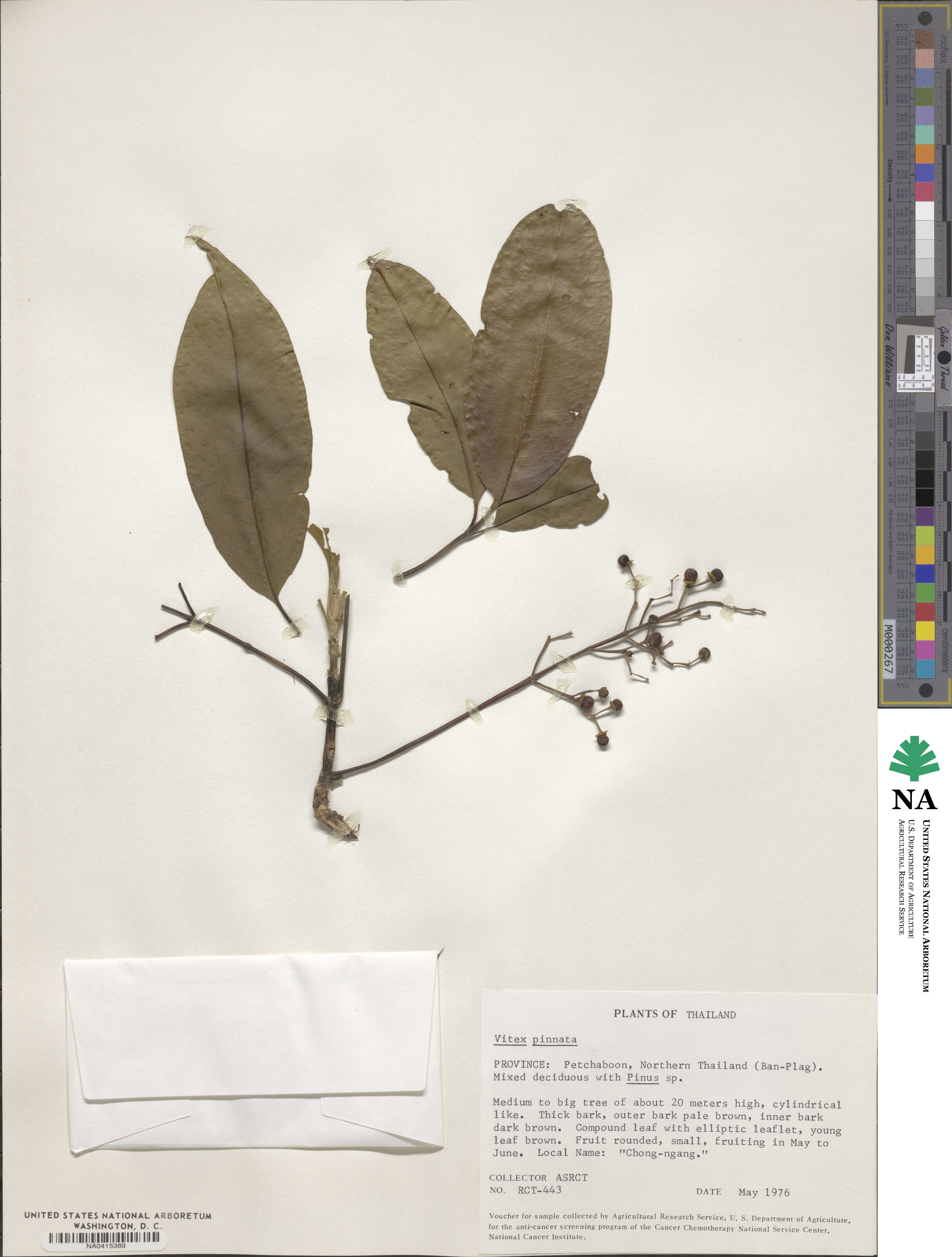 Vitex pinnata image