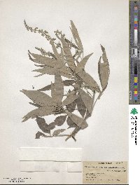 Vitex agnus-castus image