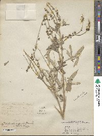 Vitex agnus-castus image