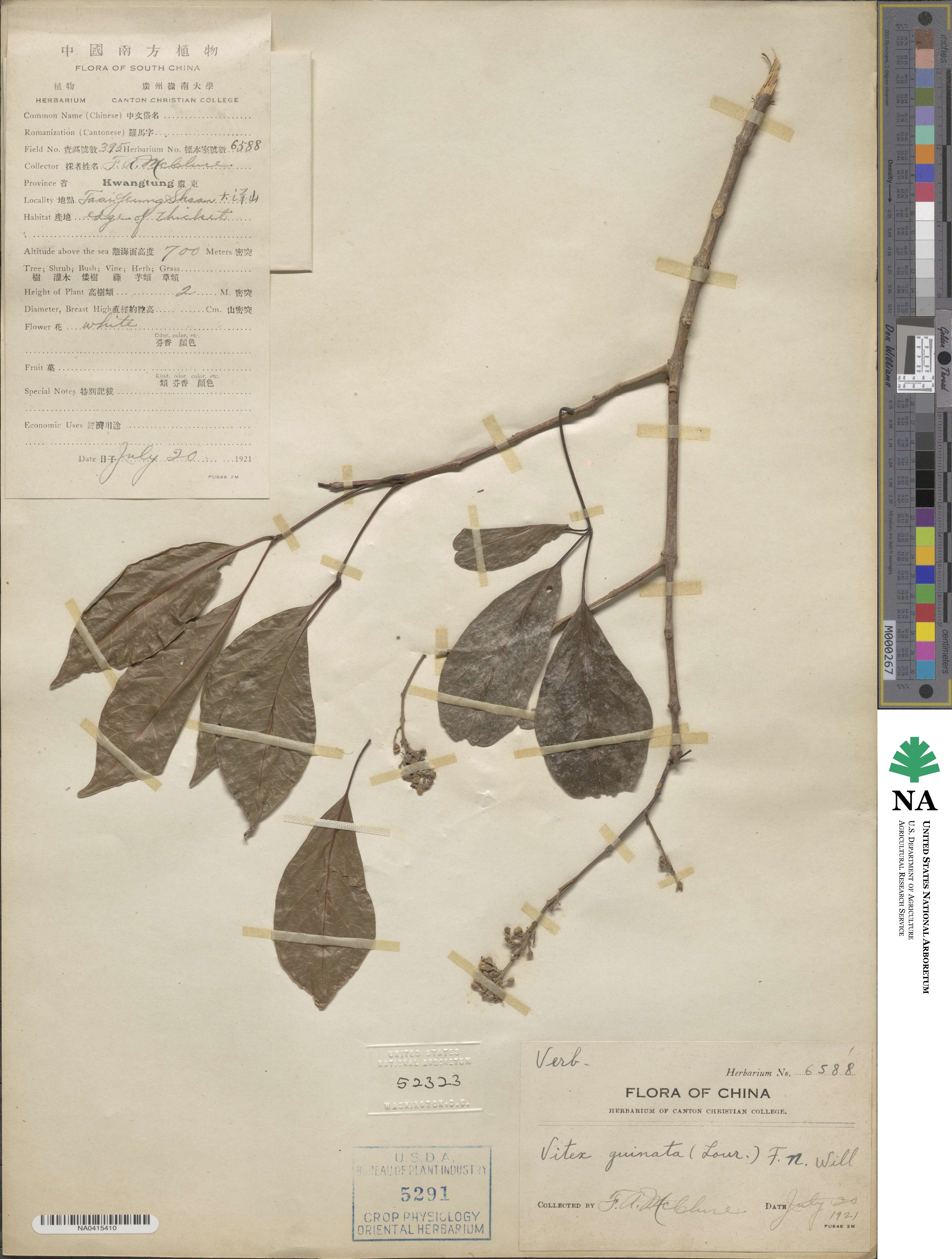Vitex quinata image