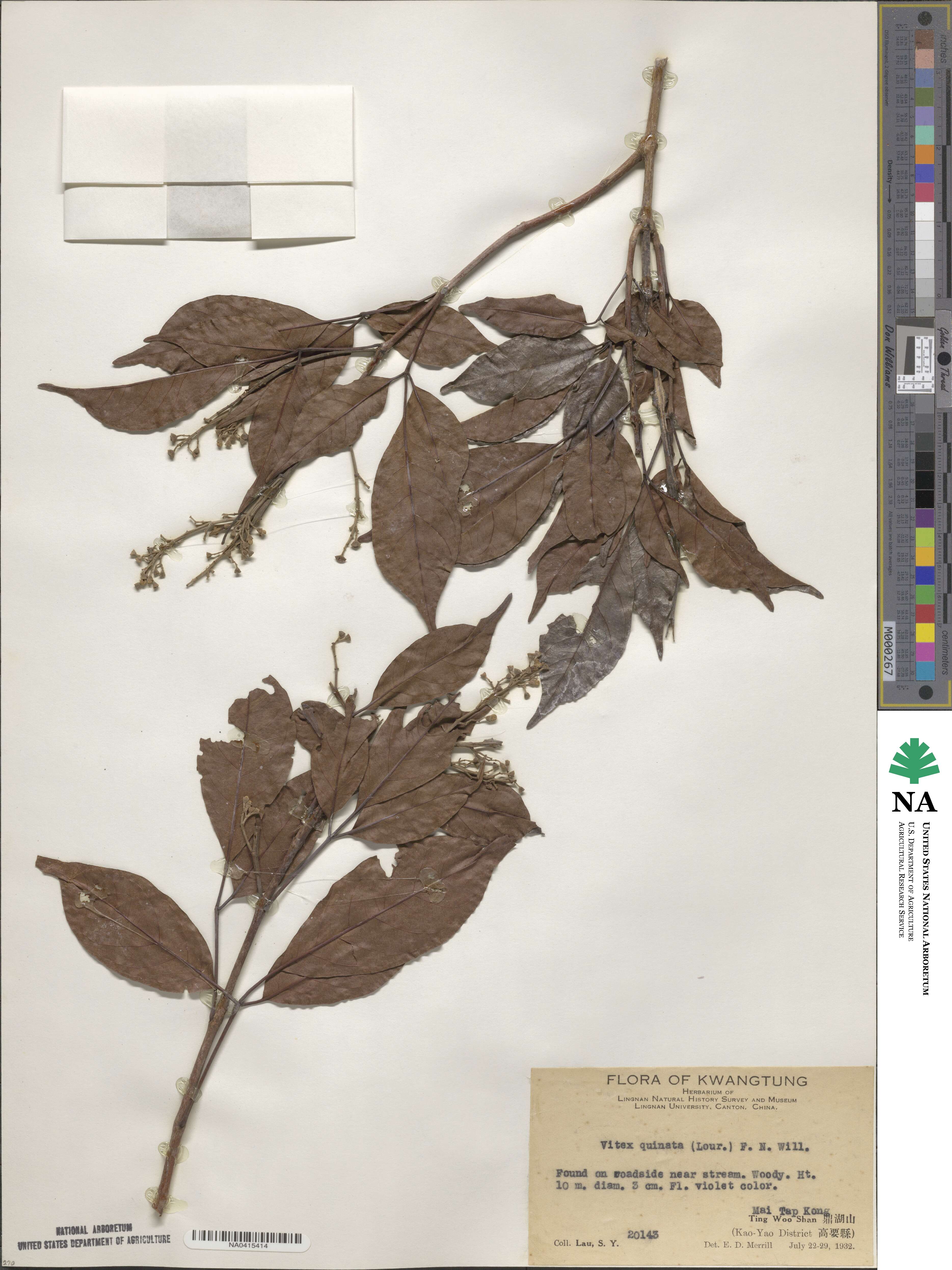 Vitex quinata image