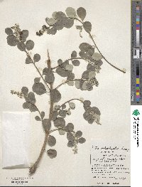 Vitex rotundifolia image