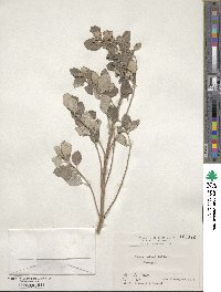 Vitex rotundifolia image