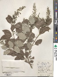 Vitex trifolia image