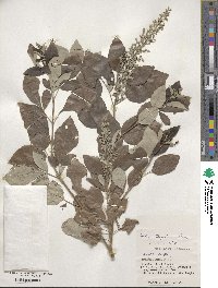 Vitex trifolia image