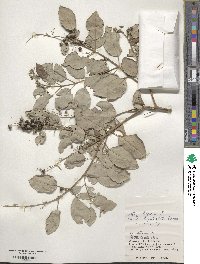 Vitex trifolia image