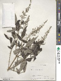 Vitex trifolia image