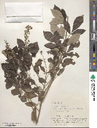 Vitex trifolia image