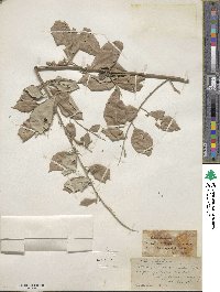 Vitex trifolia image