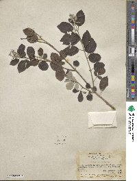 Vitex trifolia image