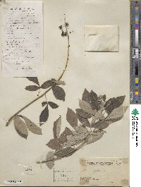 Vitex trifolia image