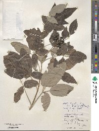 Vitex bicolor image