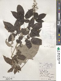 Vitex bicolor image