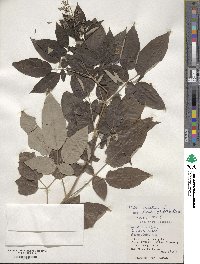 Vitex bicolor image