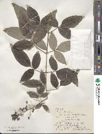 Vitex bicolor image