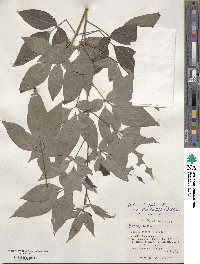 Vitex bicolor image