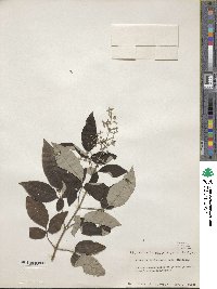 Vitex bicolor image