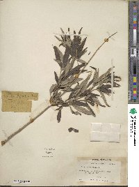 Vitex agnus-castus image