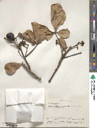 Vitex doniana image