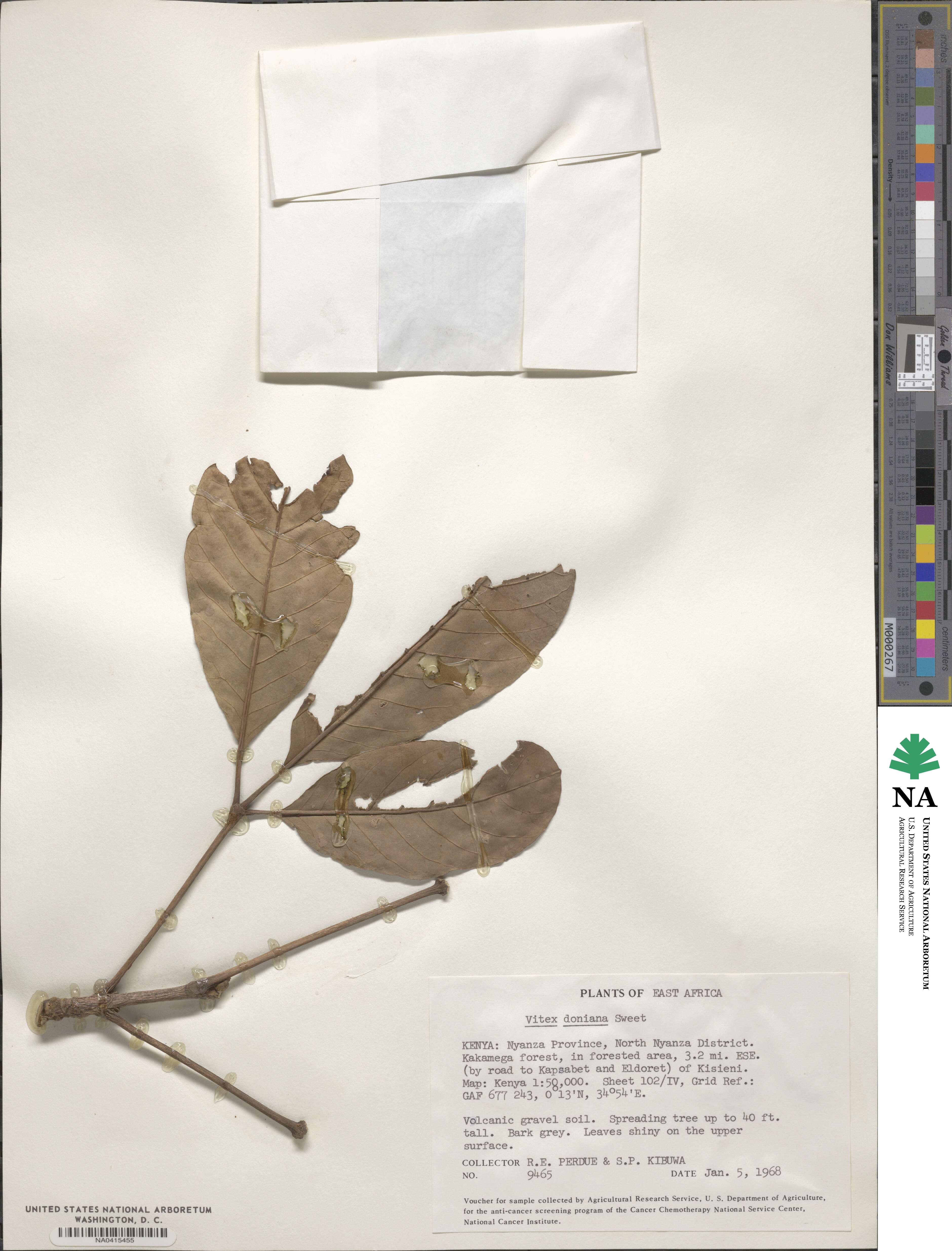 Vitex doniana image