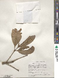 Vitex doniana image