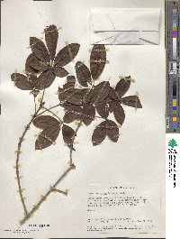 Image of Vitex ferruginea