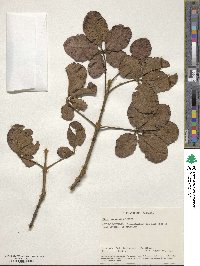 Vitex payos image