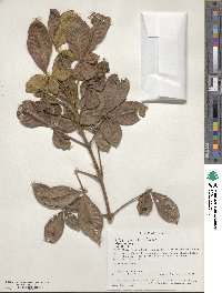 Vitex payos image