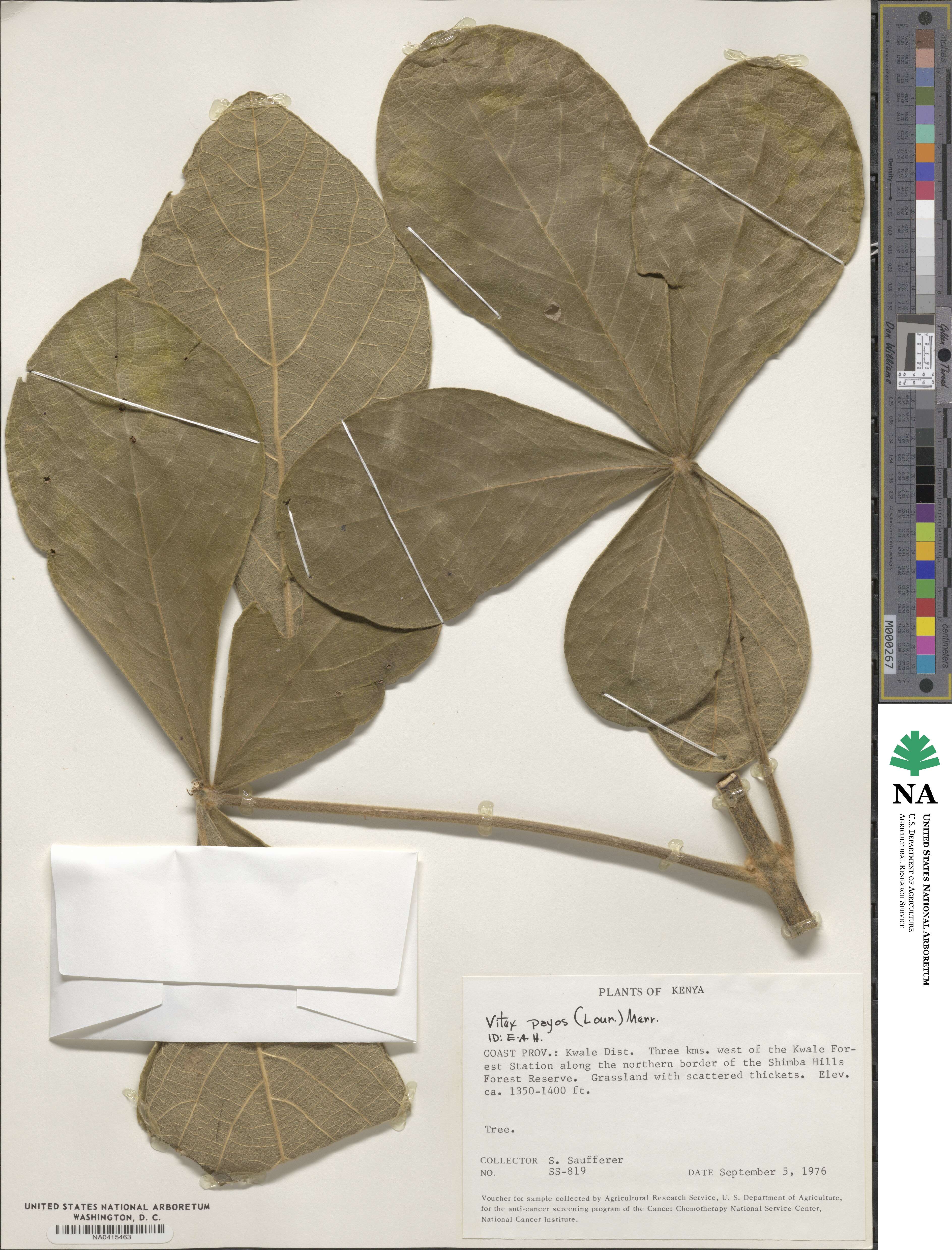 Vitex payos image