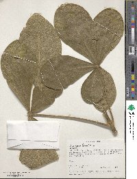 Vitex payos image