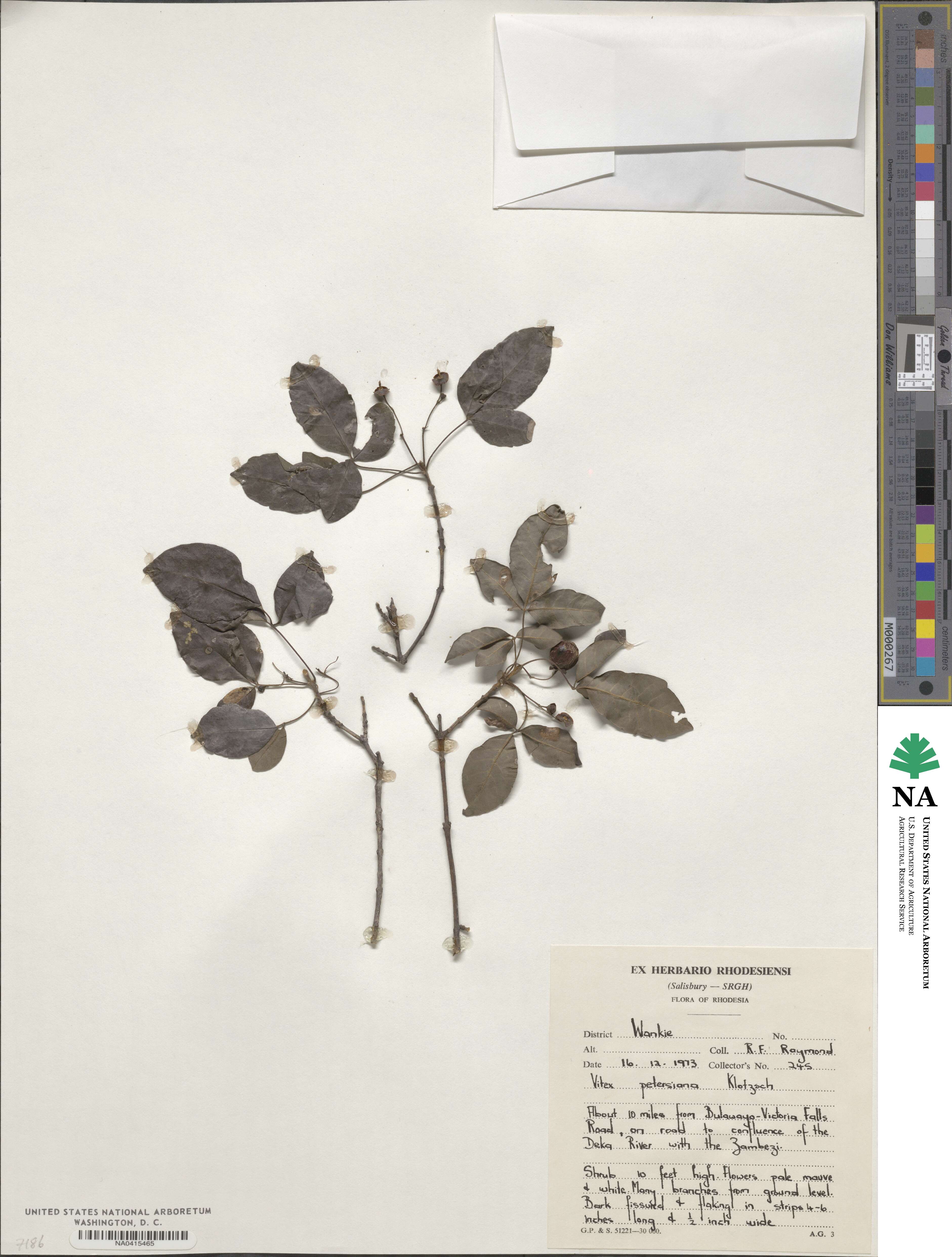 Vitex petersiana image