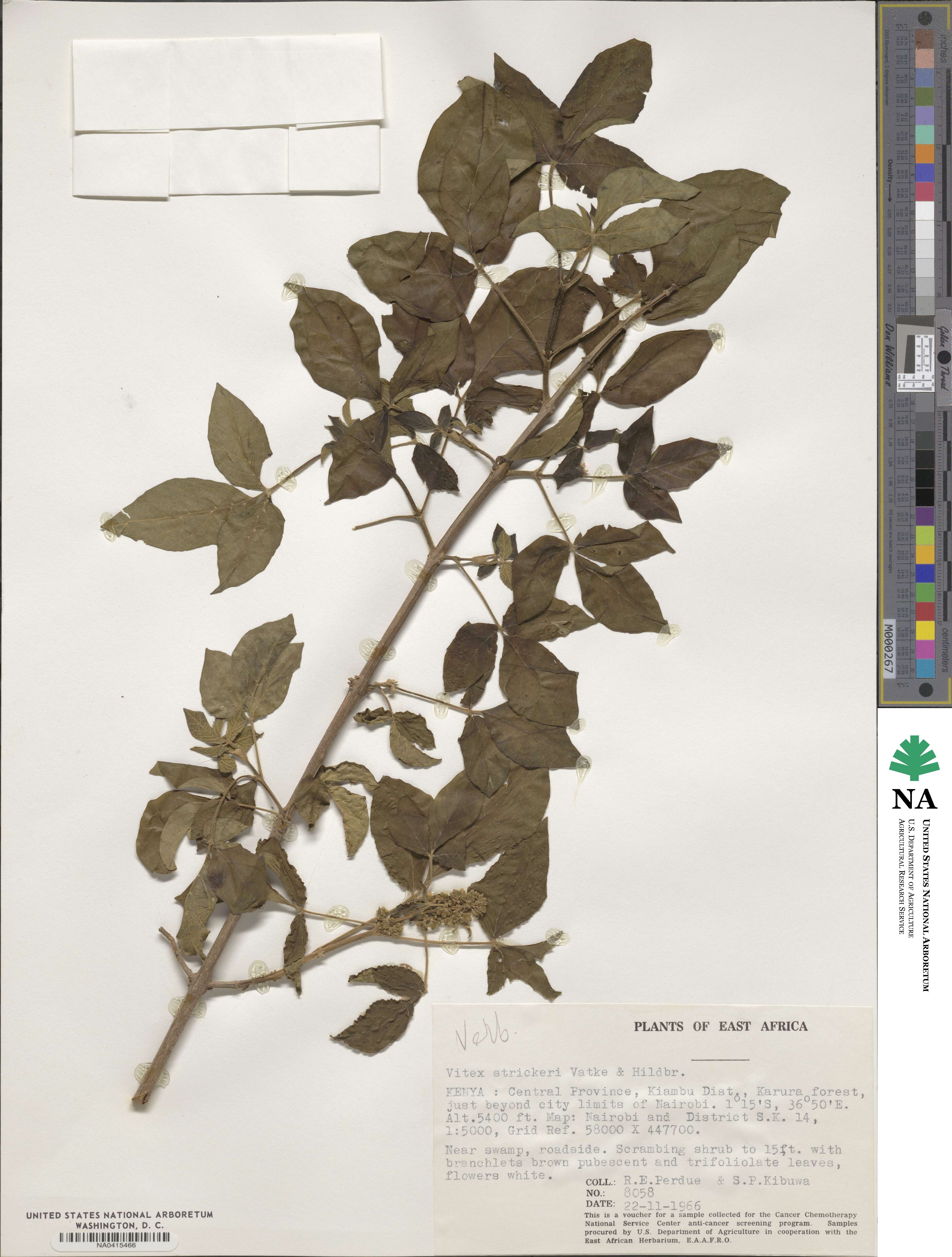 Vitex strickeri image