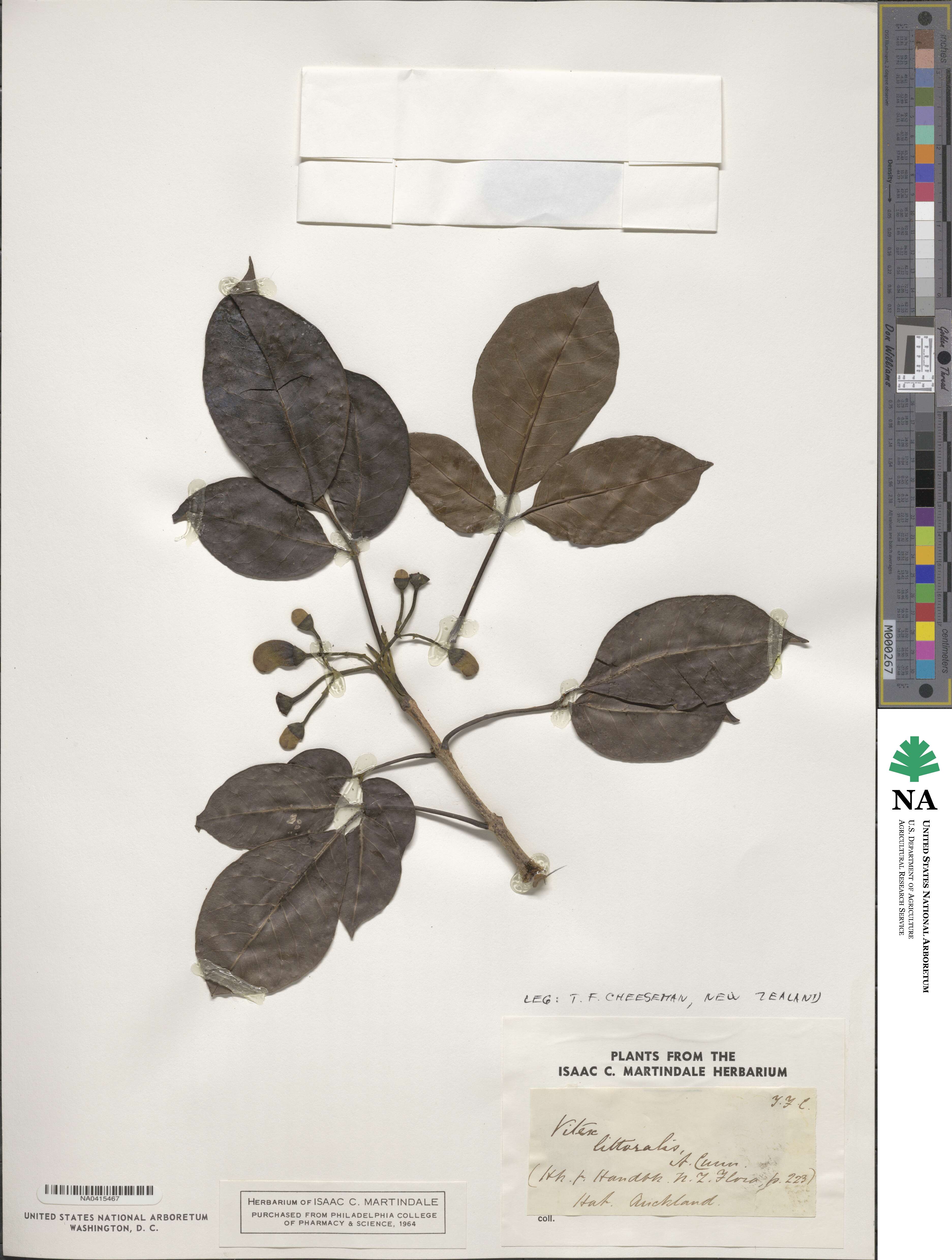 Vitex littoralis image