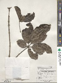 Vitex lucens image