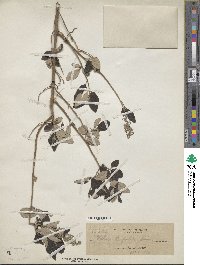 Vitex trifolia image