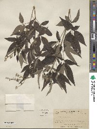 Vitex negundo image