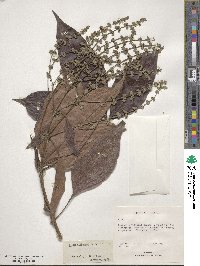 Vitex altissima image