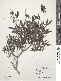 Vitex agnus-castus image