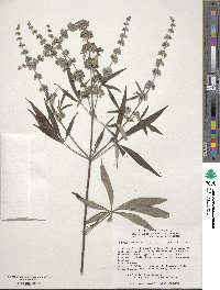 Vitex agnus-castus image