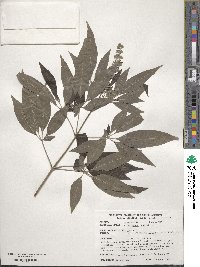 Vitex agnus-castus image