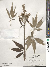 Vitex agnus-castus image