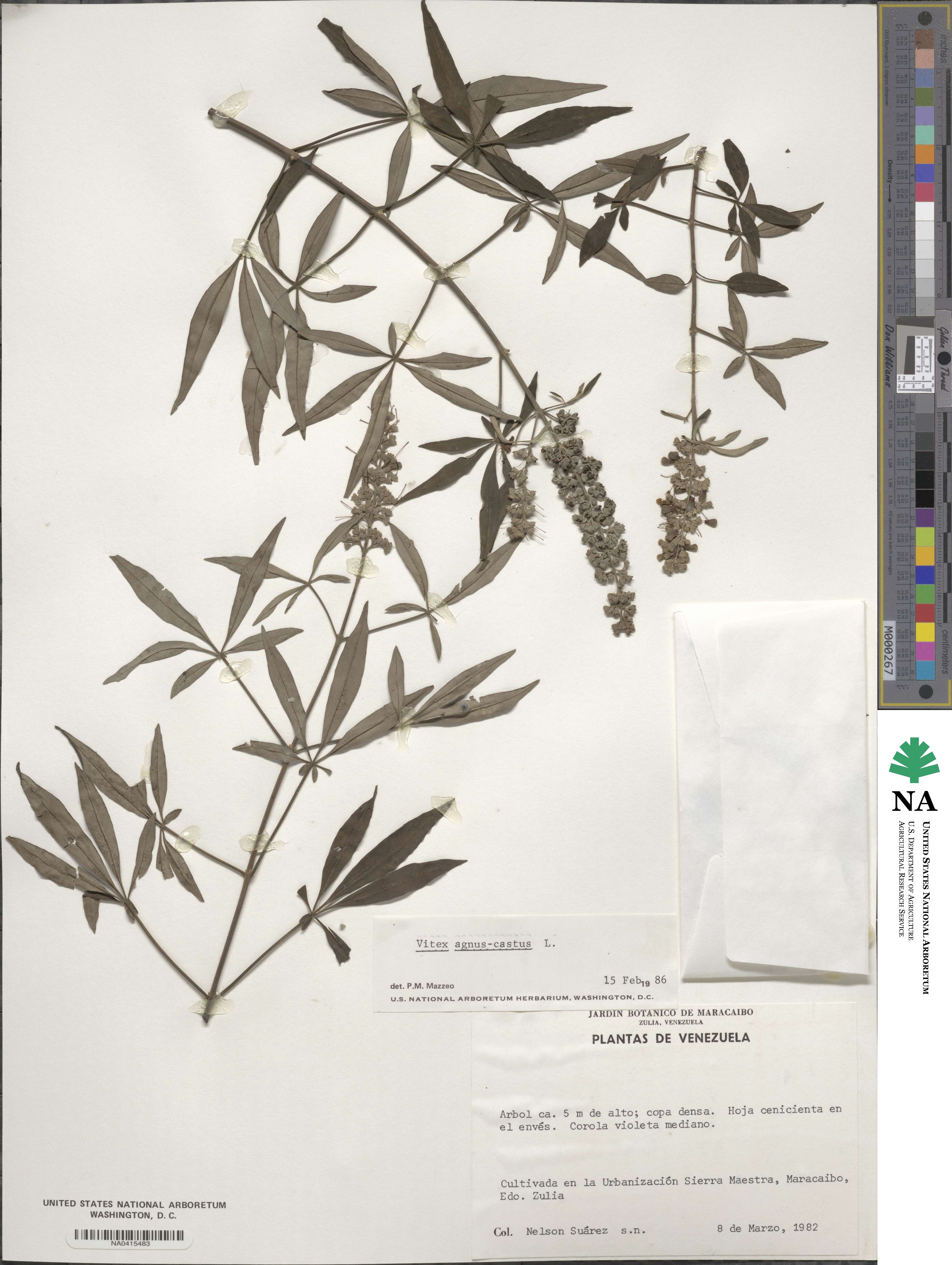 Vitex agnus-castus image